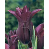 Hectarul - Bulbi de lalea Burgundy, 5 bulbi